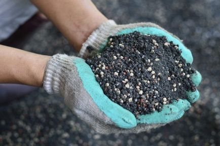 Vinete - cultivarea verzei din semințe de pat