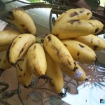 Banane descriere, tipuri, calorii, proprietăți benefice (poze)