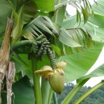 Banane descriere, tipuri, calorii, proprietăți benefice (poze)