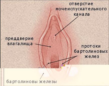 simptome Bartolini si tratament, chirurgie bartolinită în timpul sarcinii