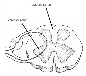 materia albă și gri a măduvei spinării - funcțiile, compoziția și locația