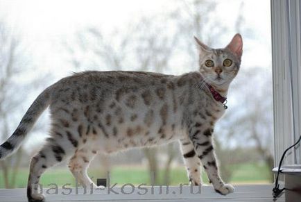 Pisica Bengal (Bengal) - fotografii, pisoi, pret, cumpara, totul despre pisici