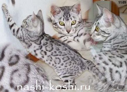Pisica Bengal (Bengal) - fotografii, pisoi, pret, cumpara, totul despre pisici