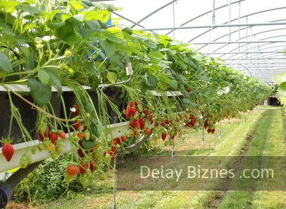 căpșuni în creștere de afaceri, cum să construiască și ce fel de rentabilitate