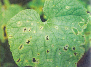 Boli de pepeni galbeni și pepeni verzi și tratarea acestora