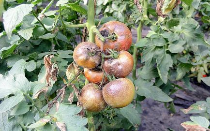 Boli și dăunători de tomate într-o seră și câmp deschis, protejarea legumelor împotriva bolilor și dăunătorilor