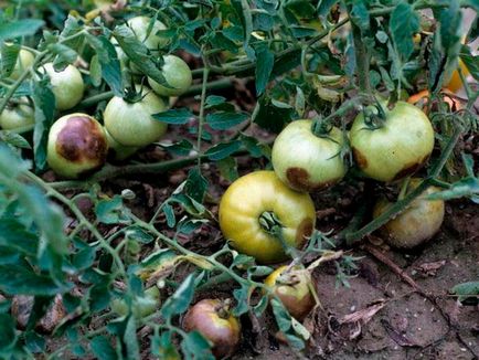 Boli și dăunători de tomate într-o seră și câmp deschis, protejarea legumelor împotriva bolilor și dăunătorilor