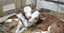 Boala de tineret bovin - selyanochka - portal pentru agricultori, agricultură, creșterea animalelor,