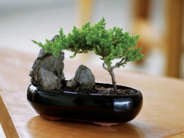 Bonsai specii și reguli de cultivare