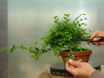 Bonsai specii și reguli de cultivare