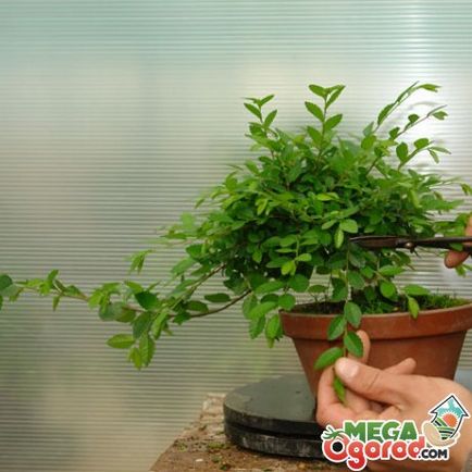 Bonsai specii și reguli de cultivare