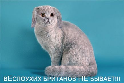 pisică britanic eared-lop