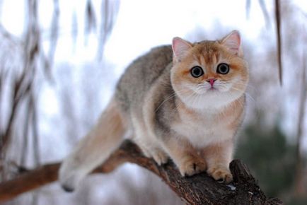 British eared-lop pisica rasa fotografie și descriere