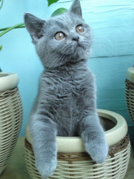 British eared-lop pisica rasa fotografie și descriere