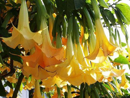 Brugmansia fotografie și specii, cultivarea și îngrijirea la domiciliu