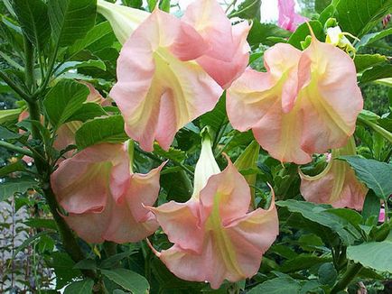 Brugmansia fotografie și specii, cultivarea și îngrijirea la domiciliu