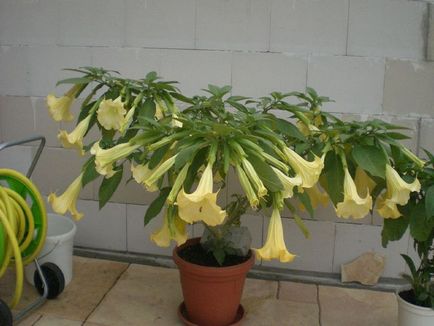 Brugmansia fotografie și specii, cultivarea și îngrijirea la domiciliu