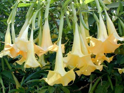 Brugmansia fotografie și specii, cultivarea și îngrijirea la domiciliu