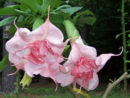 Brugmansia fotografie și specii, cultivarea și îngrijirea la domiciliu