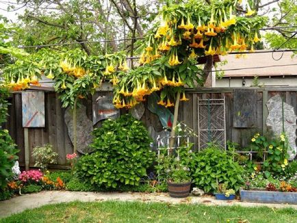 Brugmansia fotografie și specii, cultivarea și îngrijirea la domiciliu