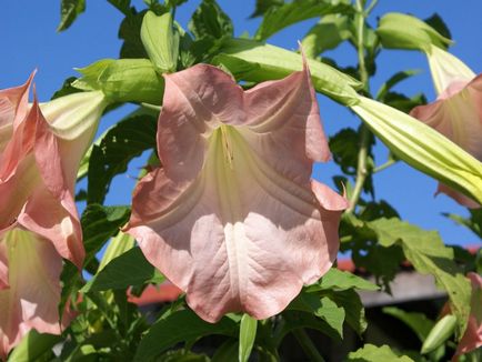 Brugmansia fotografie și specii, cultivarea și îngrijirea la domiciliu