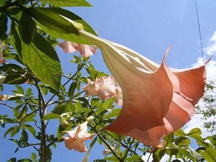 de îngrijire la domiciliu Brugmansia, nuanțele de creștere foto și video