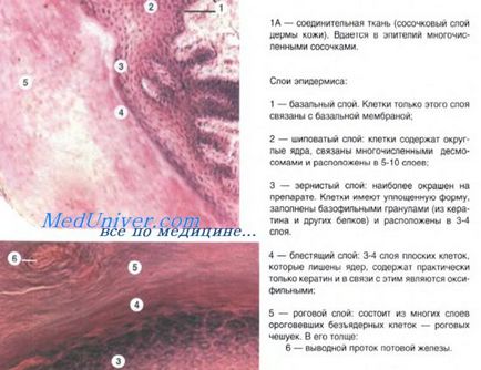 histologie privat