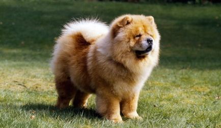 Descrierea Chow Chow de natura și caracteristicile de rocă (în special) Descrierea Chow Chow a naturii și caracteristicile rasei