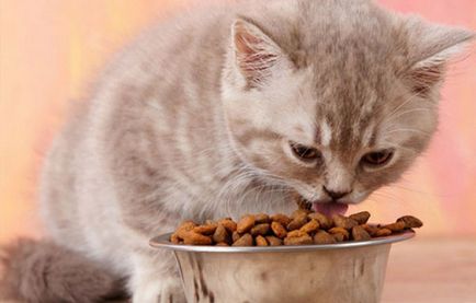 Ce să se hrănească un pisoi și o selecție de tip mâncare pentru pisici adulte