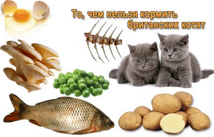 Ce să se hrănească un pisoi și o selecție de tip mâncare pentru pisici adulte