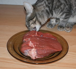 Ce să se hrănească o pisică britanic în fiecare zi și ce fel de produse alimentare pentru a alege