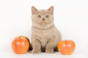 Ce să se hrănească o pisică britanic în fiecare zi și ce fel de produse alimentare pentru a alege