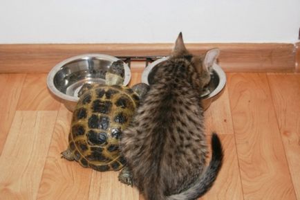 Ce să se hrănească o broască țestoasă