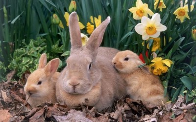 Ce să se hrănească iepurii care alăptează, după surcele, în timpul iernii numărul de ori pe zi
