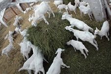 Ce să se hrănească capre, iarbă, furaje, momeală