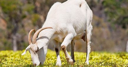 Ce să se hrănească o capră permise și alimente interzise, ​​dieta