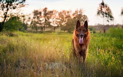 Ce să se hrănească un ciobănesc german, și cum să se uite după ea, o fotografie și video