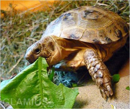 Țestoasele de alimentare - broasca țestoasă acasă