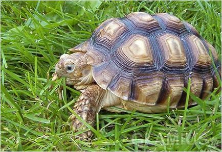 Țestoasele de alimentare - broasca țestoasă acasă