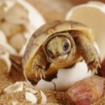 Nevoia de a alimenta țestoase mici krasnouhih