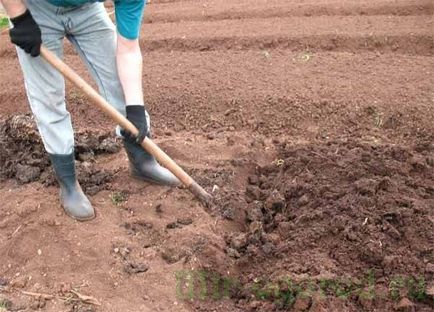 Procesul solului în primăvară dăunătorilor și bolilor