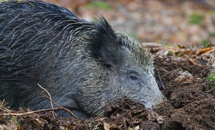 Ce mănâncă mistret (55 fotografii) de reproducere sălbatice, animale omnivor în natură, porci place să mănânce ghinde (alimentat) Ce mănâncă mistret (55 fotografii) de reproducere sălbatice, animale omnivor în natură, porci place să mănânce ghinde