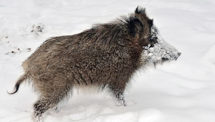 Ce mănâncă mistret (55 fotografii) de reproducere sălbatice, animale omnivor în natură, porci place să mănânce ghinde (alimentat) Ce mănâncă mistret (55 fotografii) de reproducere sălbatice, animale omnivor în natură, porci place să mănânce ghinde
