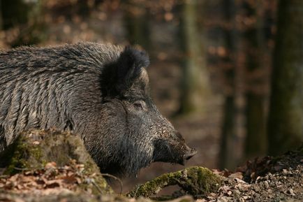 Ce mănâncă mistret (55 fotografii) de reproducere sălbatice, animale omnivor în natură, porci place să mănânce ghinde