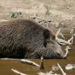 Ce mănâncă mistret (55 poze) creșterea de animale sălbatice, omnivor în natură, porci place să mănânce ghinde (creștere) Ce mănâncă mistret (55 fotografii) de reproducere sălbatice, animale omnivor în natură, porci place să mănânce ghinde