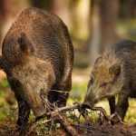Ce mănâncă mistret (55 fotografii) de reproducere sălbatice, animale omnivor în natură, porci place să mănânce ghinde (mistreți) Ce mănâncă mistret (55 fotografii) de reproducere sălbatice, animale omnivor în natură, porci place să mănânce ghinde