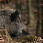 Ce mănâncă mistret (55 fotografii) de reproducere sălbatice, animale omnivor în natură, porci place să mănânce ghinde