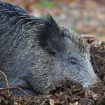 Ce mănâncă mistret (55 fotografii) de reproducere sălbatice, animale omnivor în natură, porci place să mănânce ghinde