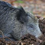 Ce mănâncă mistret (55 fotografii) de reproducere sălbatice, animale omnivor în natură, porci place să mănânce ghinde (mistreți) Ce mănâncă mistret (55 fotografii) de reproducere sălbatice, animale omnivor în natură, porci place să mănânce ghinde