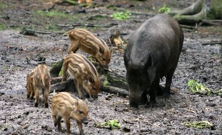 Ce mănâncă mistret (55 fotografii) de reproducere sălbatice, animale omnivor în natură, porci place să mănânce ghinde